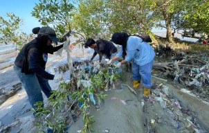 Pantai Timur Surabaya Tercekik Sampah Plastik, Mangrove Terancam Punah