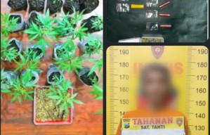 Bandar Sabu di Tumpang Malang Punya Budi Daya Ganja Sendiri