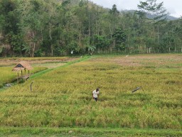 Ratusan Hektare Tanaman Padi di Tulungagung Terserang Hama Wereng