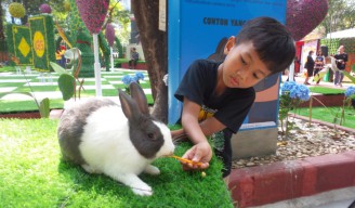 KBS Surabaya Hadirkan Rabbits in Wonderland, Edukasi Kelinci Unik untuk Anak!