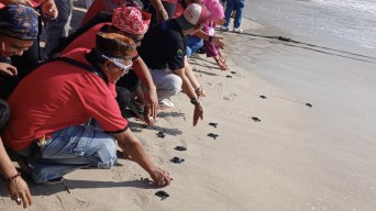 Ratusan Tukik dan Perkutut Dilepaskan di Pantai Papuma Jember