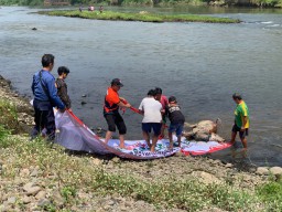 Disnakeswan Tulungagung Bakar Bangkai Sapi yang Ditemukan di Sungai Brantas