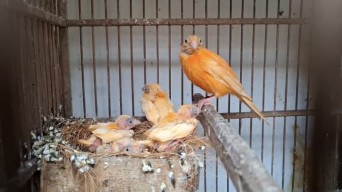 Pesona Kenari Merlok, Si Merah Cerah yang Jadi Primadona Kicau Mania