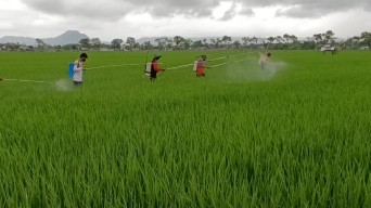 Tangani Hama Wereng, Dinas Pertanian Tulungagung Bagikan Pestisida Gratis