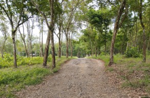 Petani Kopi Butuh Perbaikan Jalan, Politisi PKB Minta Pemkab Jember Beri Perhatian
