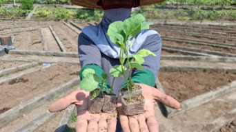 Lapas Kediri Ajak Narapidana Tanam Terong, Belajar Jadi Petani