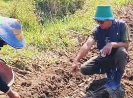 Bertani Tebu Tak Semanis Gula Tebu