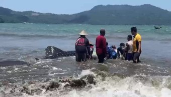 Nelayan di Trenggalek Selamatkan Hiu Paus yang Terdampar