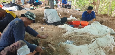 Fosil Gajah Purba Stegodon Ditemukan di Nganjuk, Usia 800 Ribu Tahun