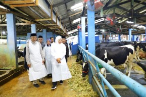 Jatim Mulai Tekan Ketergantungan Susu Impor