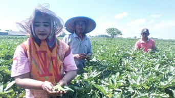 Produksi Okra Petani Jember Tembus Pasar Ekspor Asia