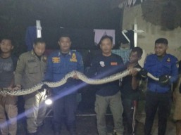 Ular Piton 3 Meter Gegerkan Warga Sidomulyo, Damkar Kediri Evakuasi dari Atap Rumah