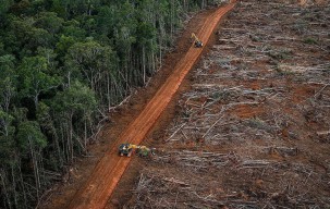 Hutan Indonesia Terus Menyusut, Ini Peringatan dari Pemerhati Satwa Liar