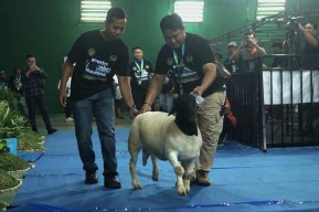 Ratusan Peserta Ikuti Kontes Domba Nasional di Tulungagung