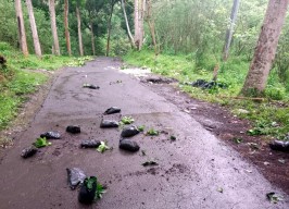 Parah! Oknum Rusak Kebun Kopi Ijen, 80 Hektare Hancur