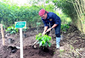 Tanam Perdana Kopi Arabika di Bondowoso, PTPN I Gairahkan Ekonomi Lokal