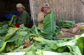 Ketua Ansor Jatim: Negara Nikmati Cukai Tembakau, Petani Merana
