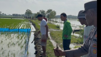 Atasi Hama Tikus Tanpa Jebakan Listrik, Warga dan Polisi di Lamongan Lakukan Ini