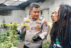 Geger, Rumah di Pemukiman Padat Jombang Disulap Jadi Kebun Ganja Ratusan Pot