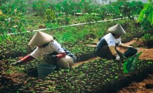 Revolusi Kopi Garut, Sentuhan Desa Sejahtera Astra Ubah Nasib 4.000 Warga