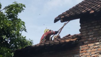 Damkar Kediri Evakuasi Sarang Tawon Vespa di Rumah Warga Mojo, 1 Orang Terluka