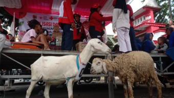 Sosialisasi Kebencanaan di Jember Berhadiah Kambing dan Ayam