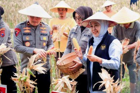 Jatim Proyeksikan Produksi Jagung 5,4 Juta Ton di 2026