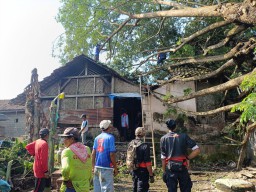 Pohon Trembesi Berukuran Besar Ambruk Timpa Rumah di Tulungagung