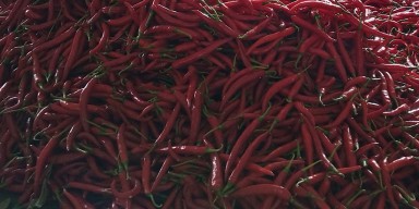 Harga Cabai di Kediri Anjlok, Petani Hanya Impas hingga Terancam Rugi