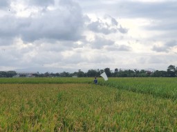 Hasil Panen Padi di Tulungagung Tahun Ini Suplus 50 Persen