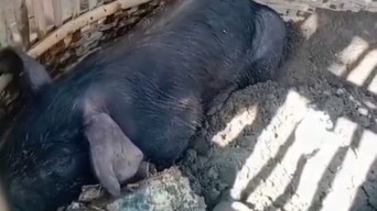 Video Penangkapan Babi Hitam di Tulungagung Viral, Ini Penjelasan Warga