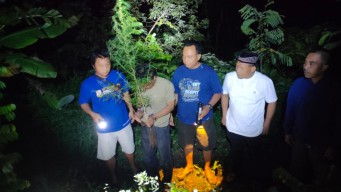 Tanam Ganja di Rumah dan Ladang, 2 Warga Plosoklaten Kediri Diciduk Polisi