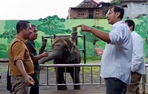 Gajah Gonzales Lepas dari Belenggu Rantai, Pengamat Puji Respons Cepat BBKSDA