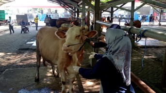 Antisipasi Merebaknya Wabah PMK, Disnakeswan Tulungagung Pantau Pasar Hewan