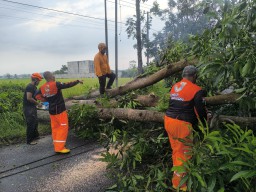 Bencana Angin Kencang di Jember, Belasan Pohon Tumbang dan Rusak Rumah