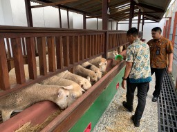 Warga Binaan di Lapas Tulungagung Pelihara Domba, Jumlahnya Capai Ratusan Ekor