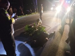 Terlibat Kecelakaan Beruntun, Pemotor di Tulungagung Tewas