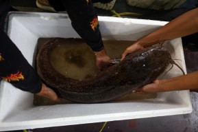 Penampakan Ikan Lele Jumbo Lamongan, Lelang Tembus Rp45 Juta