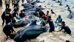 Ratusan Paus Pilot Terdampar di Rote Ndao, 50 Ekor Dilaporkan Mati