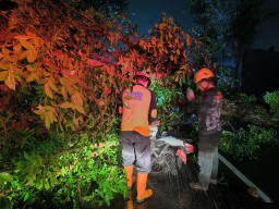 Motor Plat Merah di Jember Tertimpa Pohon Ambruk, Pengendara Selamat