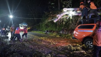 Pohon Tumbang Tutup Jalur Trenggalek-Ponorogo, Listrik Sempat Padam 1,5 Jam