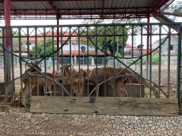 Kondisi Rusa di Pendopo Tulungagung Memprihatinkan, Bupati Bentuk Tim Khusus
