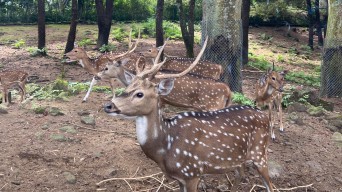 Prakiraan Cuaca Wisata Jatim Hari Ini: KBS, Taman Safari, Telaga Sarangan Hujan