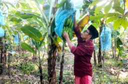 Sarjana Pertanian Pulang Kampung, Garap Budidaya Pisang di Tambelangan