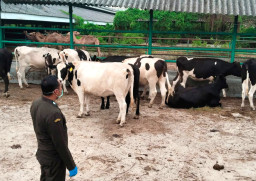 Dukung Program MBG, Indonesia Impor Sapi Perah hingga Unta dari Australia