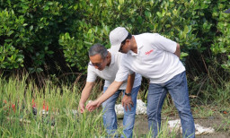 ITS Sulap Lahan Asin Jadi Sawah Produktif