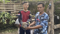 Satwa Langka dan Dilindungi Trenggiling Muncul di Kandang Kambing Warga Kediri