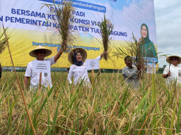 Anggota DPR RI Anggia Ermarini Apresiasi Hasil Panen Beras di Tulungagung
