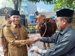 Sapi Gemoy Hewan Kurban Presiden Prabowo di Tulungagung Bernama Fajar
