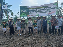 Optimis Menanam, Petani Bondowoso Minta Perlindungan Regulasi Tembakau